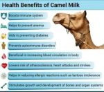 Harsha Nutrition Freeze Dried Camel Pro Milk Powder (1000 g) by Marbella - Image 4